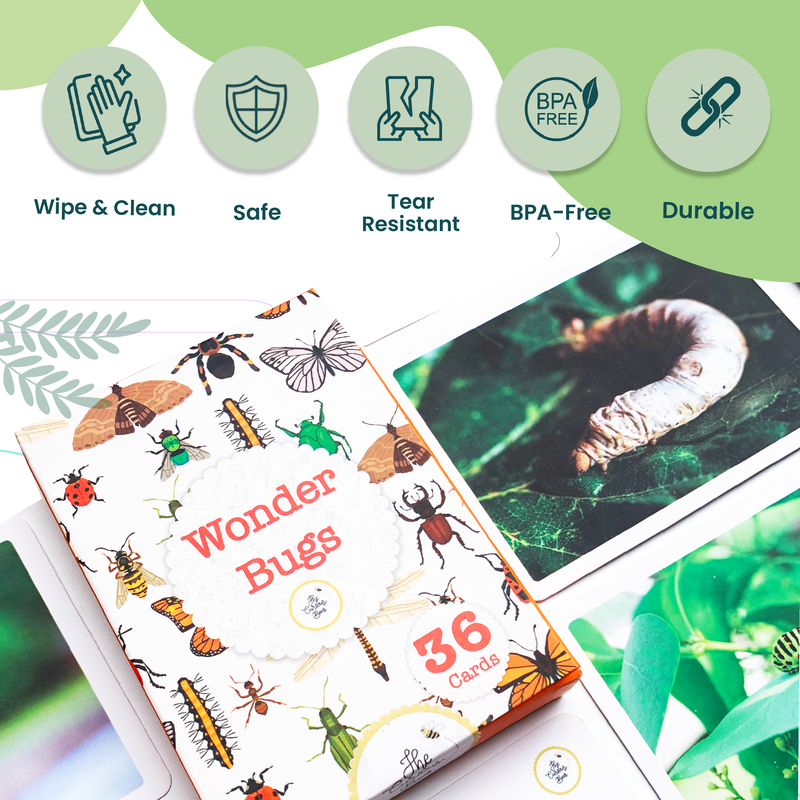 Wonder Bugs Flash Cards for Kids