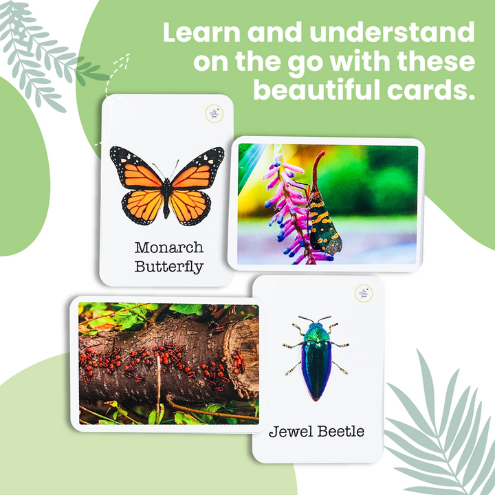 Wonder Bugs Flash Cards for Kids