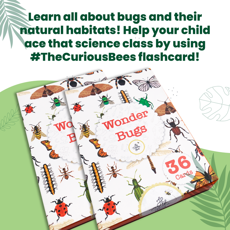 Wonder Bugs Flash Cards for Kids