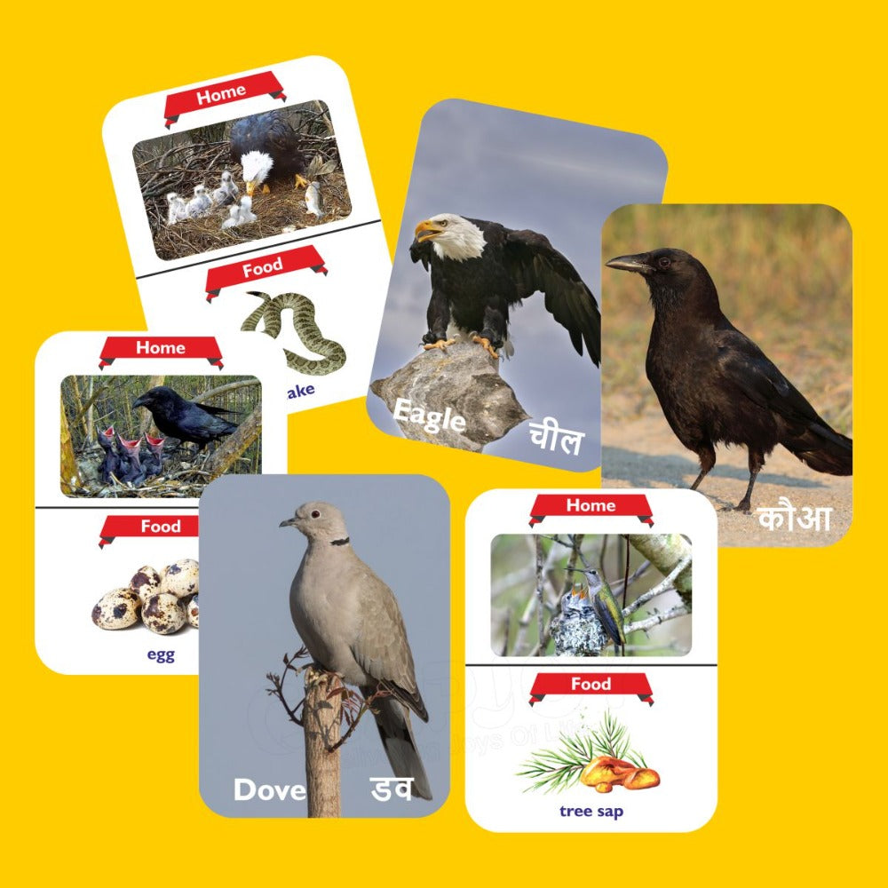 Birds Double Sided Flash Cards