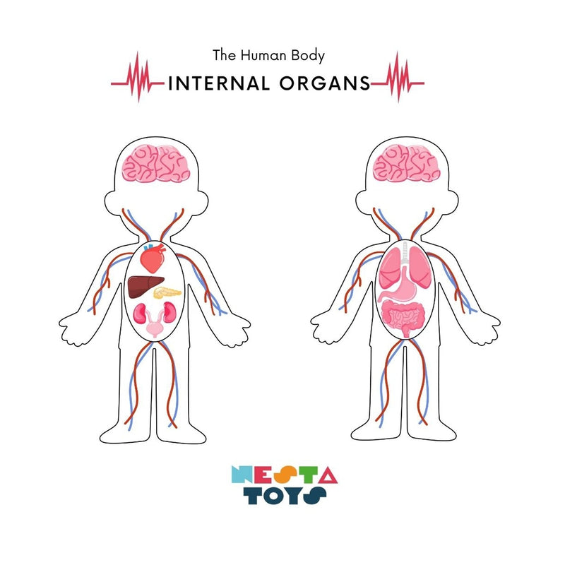 Human Body | Internal Organs Wooden Puzzle