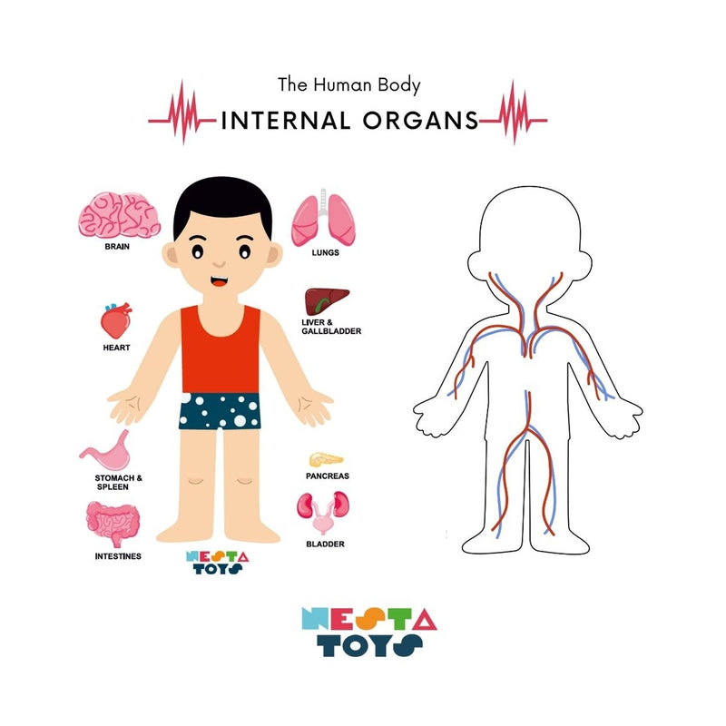 Human Body | Internal Organs Wooden Puzzle