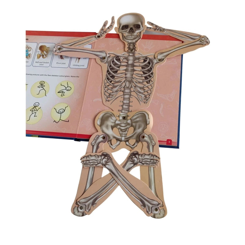 How do Bones and Muscles Help the Body Move?