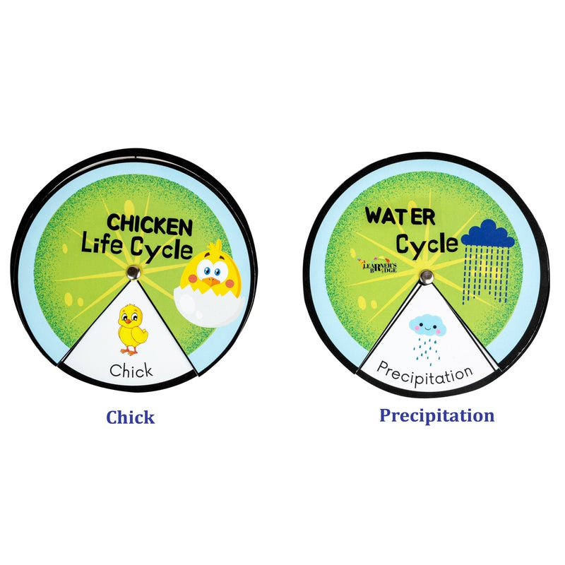 Lifecycle (Stages A Living Thing Goes Through)