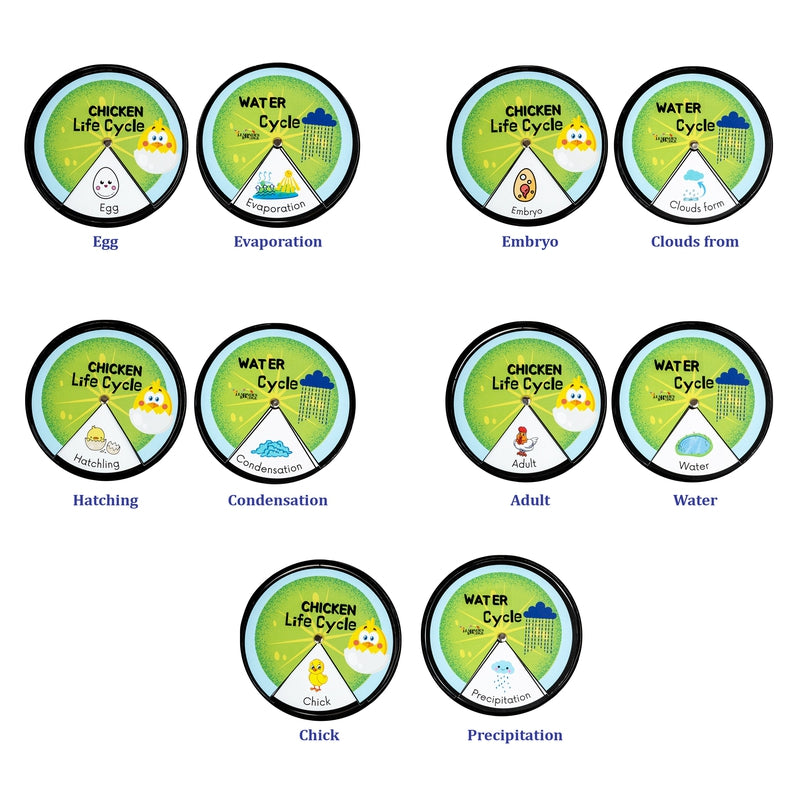 Lifecycle (Stages A Living Thing Goes Through)