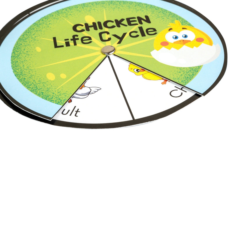 Lifecycle (Stages A Living Thing Goes Through)