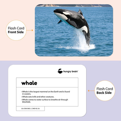 Sea Creature Education Flash Card for Kids