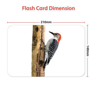 Educational - Birds Flash Cards for Kids Early Learning