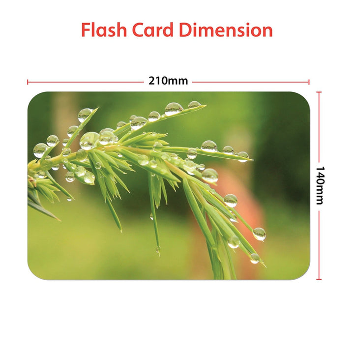 Educational Still Nature Flash Cards for Kids Early Learning