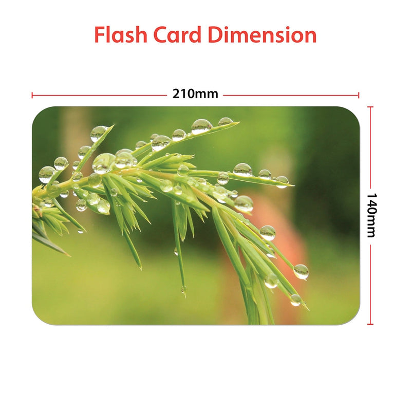 Educational Still Nature Flash Cards for Kids Early Learning