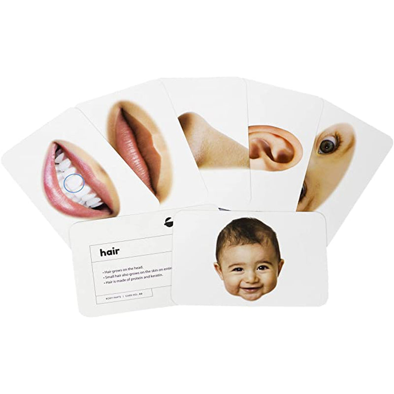 Body Parts Education Flash Card for Kids