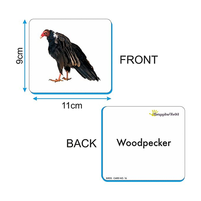 Birds Flash Cards