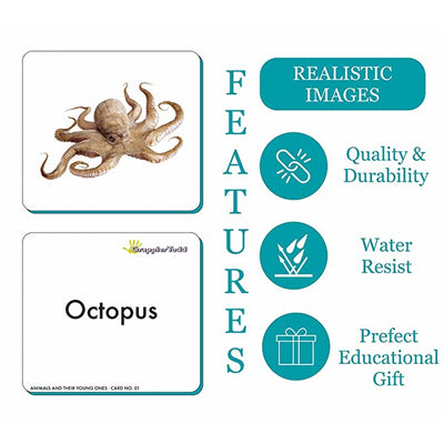 Aquatic Animals Flash Cards