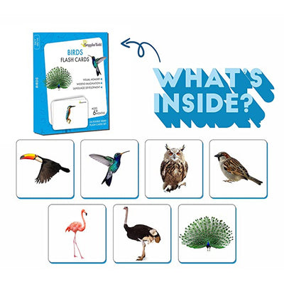 Birds Flash Cards