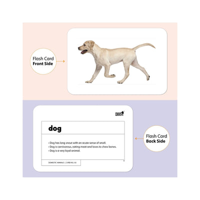Domestics Animals Education Flash Card for Kids