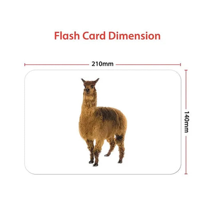 Domestics Animals Education Flash Card for Kids