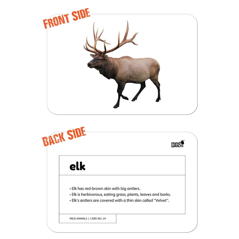Wild Animals Education Flash Card for Kids