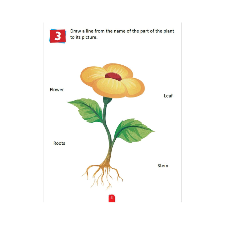 Plants & Trees Activity Book