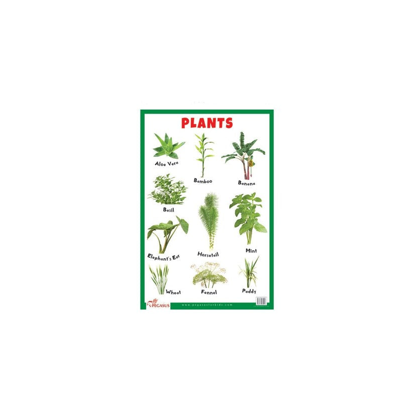 Buy Plants - Thick Laminated Primary Chart on Snooplay Online