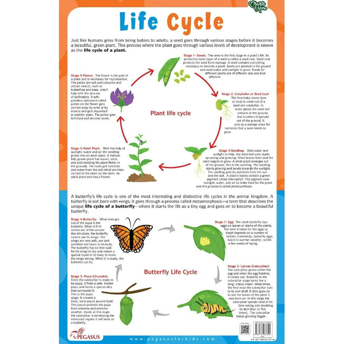 Buy Plant & Butterfly Life Cycle Chart - Thick Laminated Chart on ...