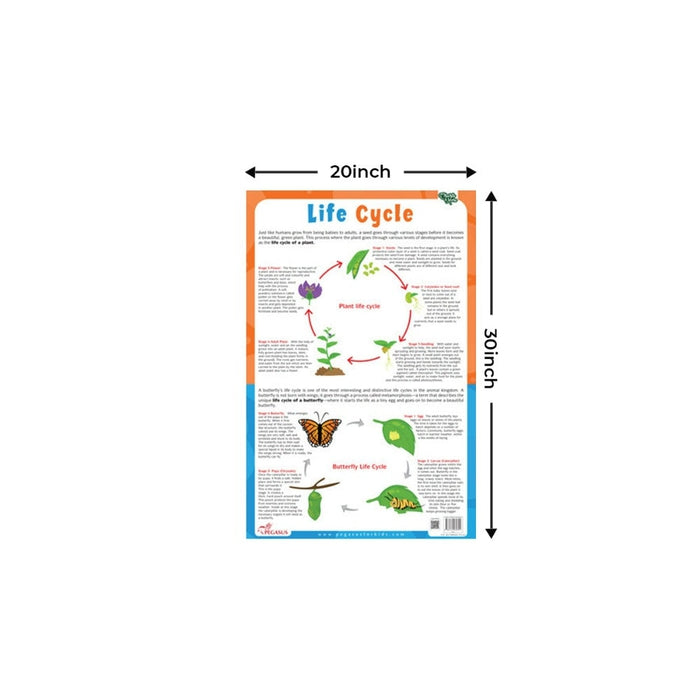 Plant & Butterfly Life Cycle Chart - Thick Laminated Chart