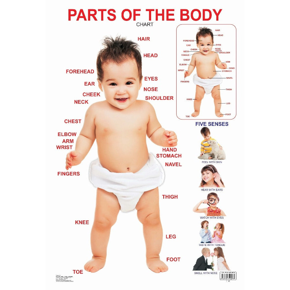 Parts of The Body Wall Chart