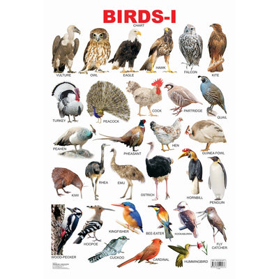 Birds-1