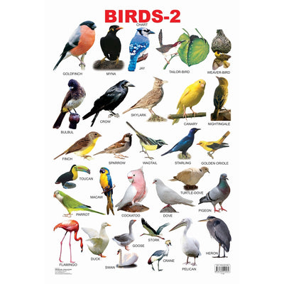 Birds-2 Wall Chart