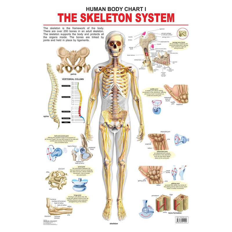 The Skeletal System - Chart