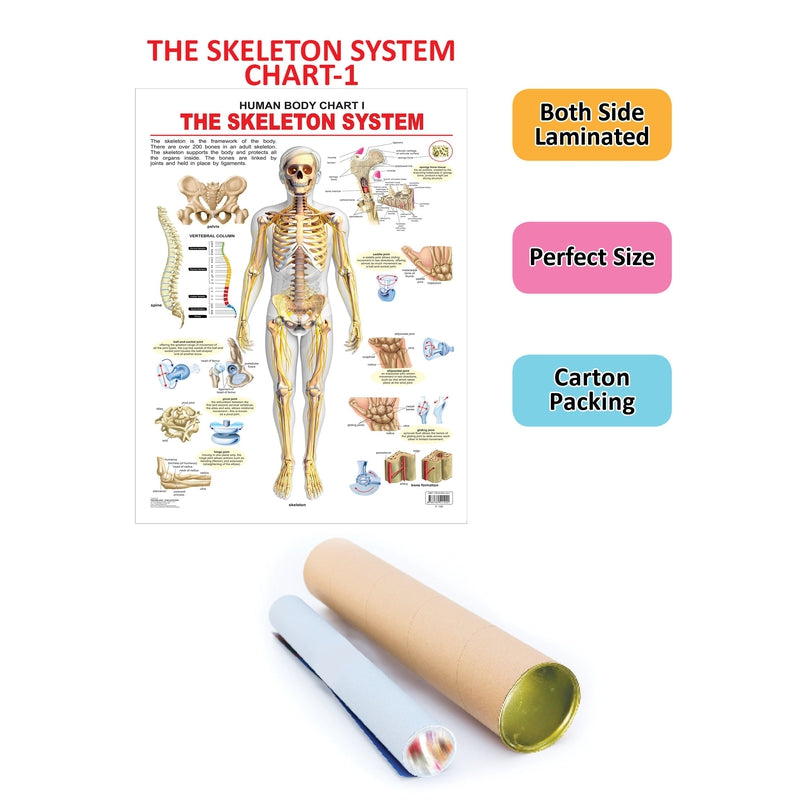 The Skeletal System - Chart