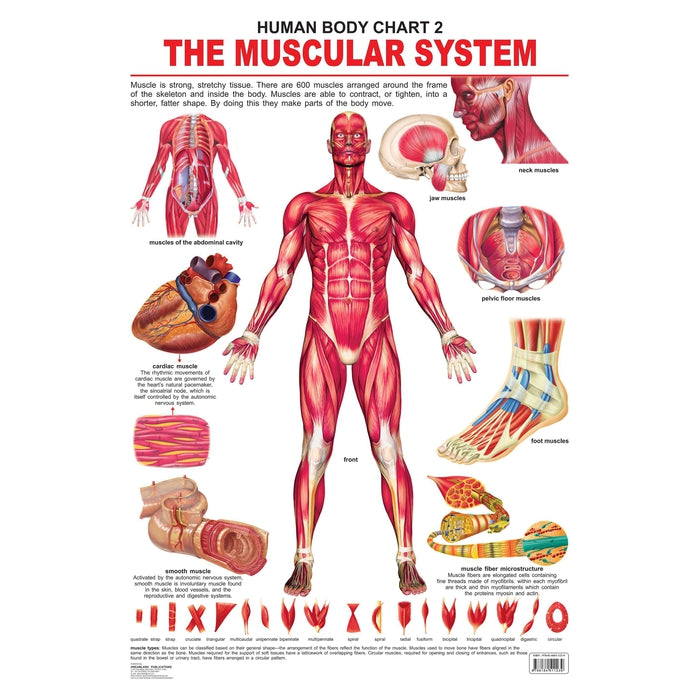 The Muscular System - Chart