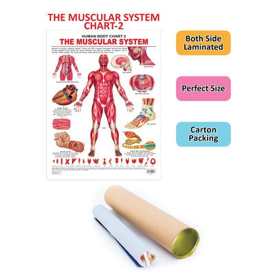 The Muscular System - Chart