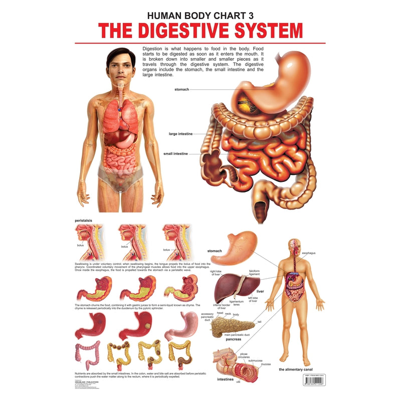 The Digestive System- Chart