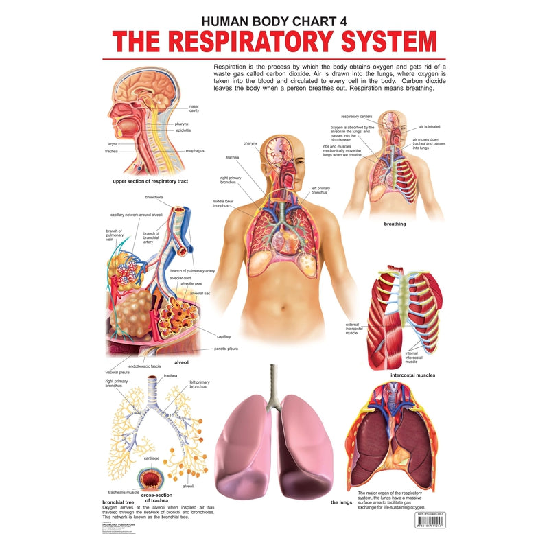 The Respiratory System - Chart