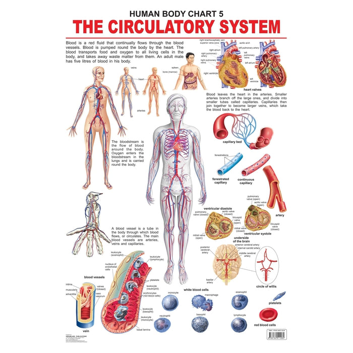 Buy The Circulatory System - Chart on Snooplay Online India