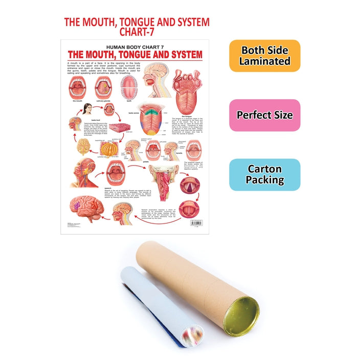 The Mouth, Tongue & Speech - Chart