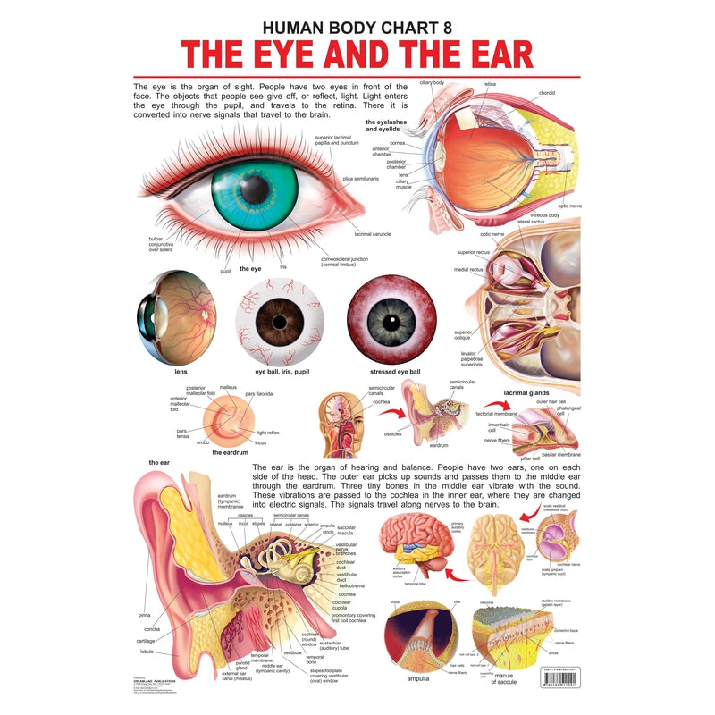 The Eye & the Ear - Chart