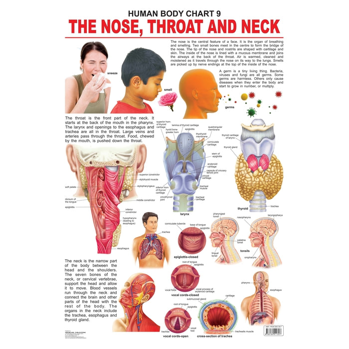 The Nose, Throat & Neck - Chart