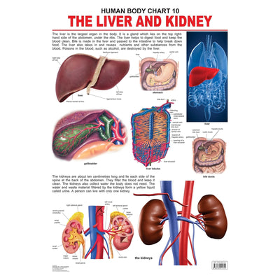 The Liver & Kidney - Chart