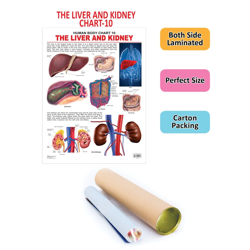 The Liver & Kidney - Chart