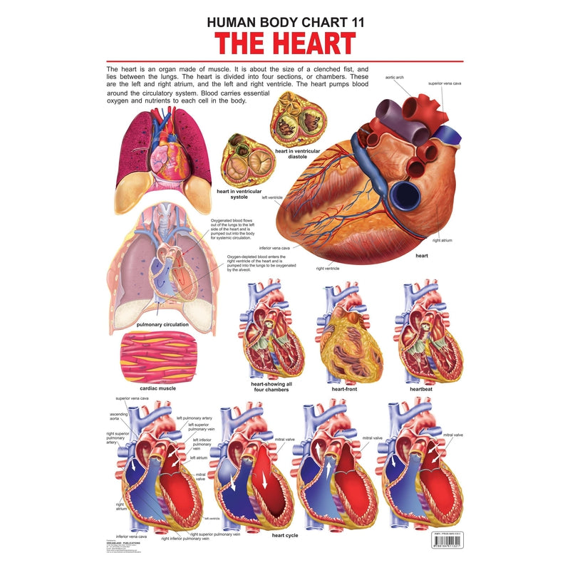 The Heart - Chart