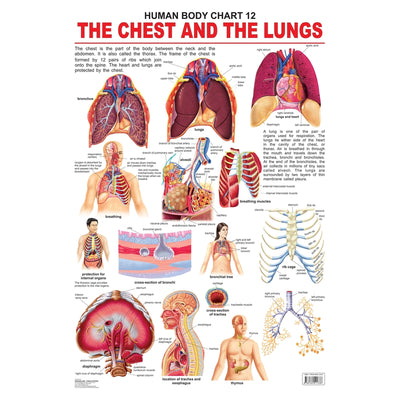 The Chest & the Lungs - Chart