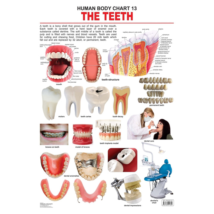 The Teeth Chart