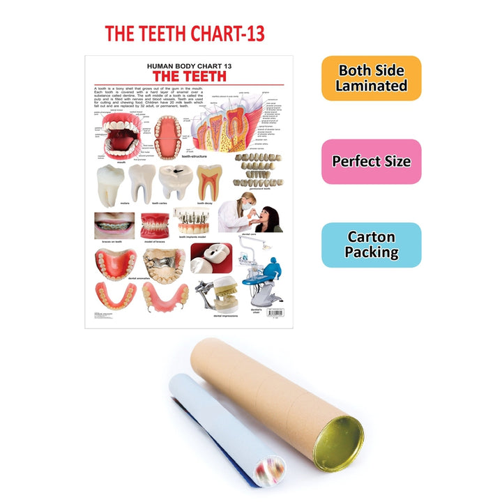 The Teeth Chart