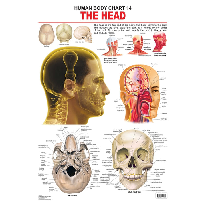 The Head - Chart