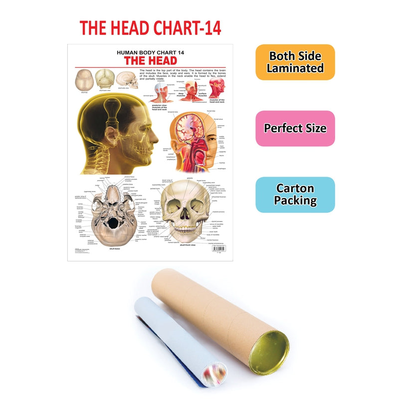 The Head - Chart