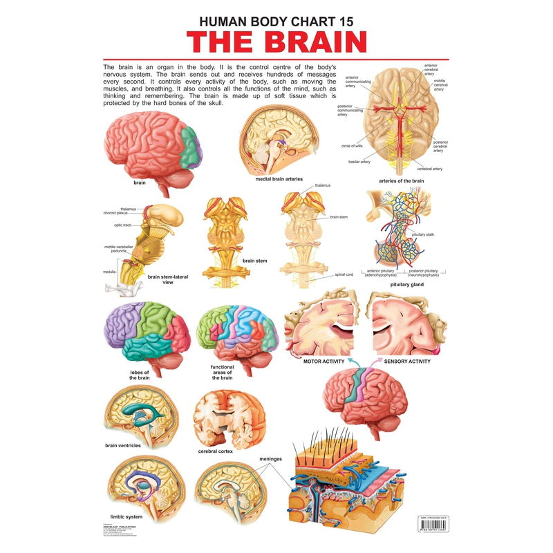 The Brain - Chart