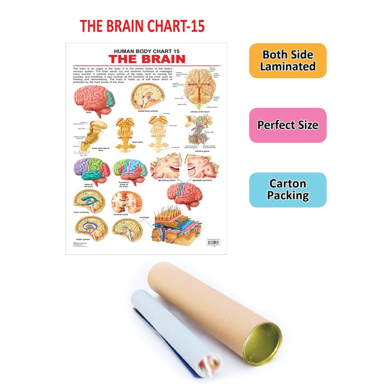 The Brain - Chart