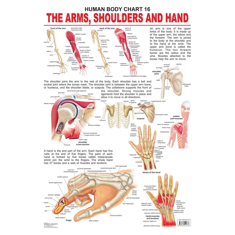 The Shoulders, Arms & Hand - Chart
