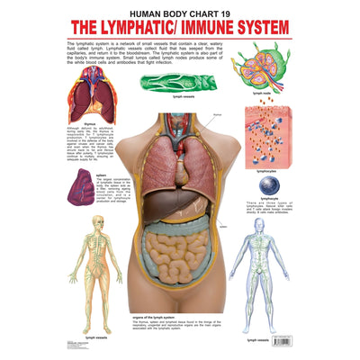 The Lymphatic/Immune System - Chart